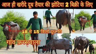 आज ही खरीदे दूध तैयार की 2 झोटिया बिक्री के लिए 18 से 15 किलो गांव फ़रासवला 