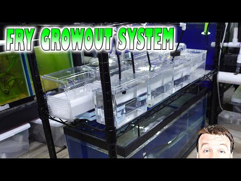DIY Fry Grow Out Rack - Holds 1000s of Fry Building a Huge DIY Fry Grow Out Rack so that you can easily and quickly grow 1000s of fry.

#jadren