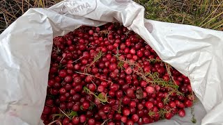 Поїздка в Карпати по Журавлину