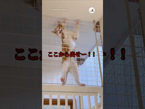 猫の動画サムネイル - 諦めるという言葉が自分の辞書にないヌッコ｜PECO