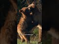 Grizzly Bear 399 and Grand Teton National Park