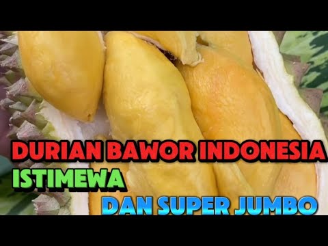 Durian Bawor Indonesia#fruit #durianlover