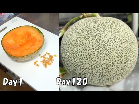 食べた高級メロンの種を植えたら、大玉メロンが収穫出来た / How to grow cantaloupe from store-bought cantaloupe