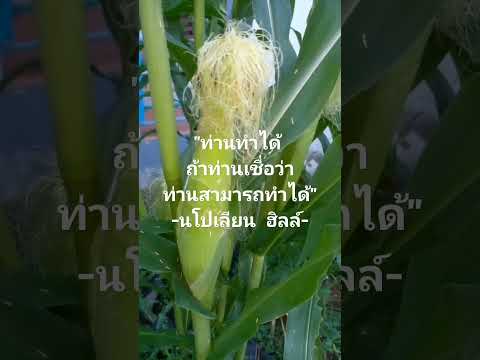 ข้าวโพดอายุ61วันแนวคิดดีๆ