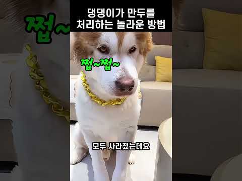 만두 실종 사건, 주인도 댕댕이도 어리둥절해한 까닭은?