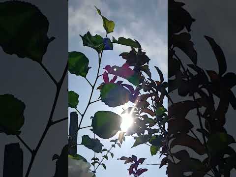 mng view #shorts @nirmal videos