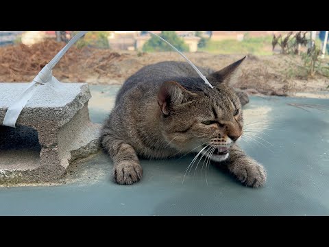 好きな猫が側にいてくれたらやっぱり猫も嬉しい