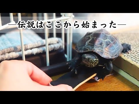【完全版】スケボー亀、爆誕！軍曹がスケボーと出会った日【 [Full Version] The Day a Turtle Became a Skateboarder】