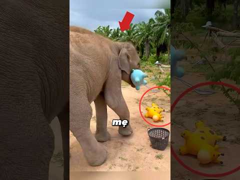 Mẹ Voi Với Sở Thích Sưu Tầm Đồ Chơi #shorts