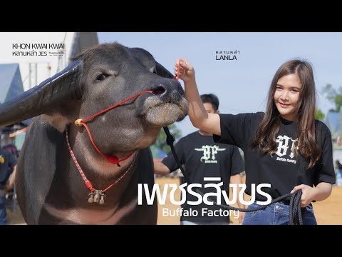 เพชรสิงขร กระดูกโครงสร้างใหญ่ พ่อเบิ้มพันล้าน แม่แสงจันทร์(สายอุทัย)Buffalo Factory Farm จ.สมุทรสาคร