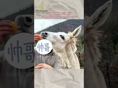 Lý do môi của lừa có thể linh hoạt đến vậy #haihuoc #funny #giaitri #dongvat #shorts