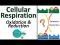 Cell Respiration and Redox Reactions