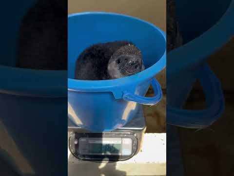 猫の動画サムネイル - 4/15ふ化🐣フンボルトペンギン生後43日目