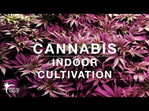 Potency, Terpenes, Yield & Genetics: Becoming a Nursery, Micro-producer & Extracting Craft Cannabis
