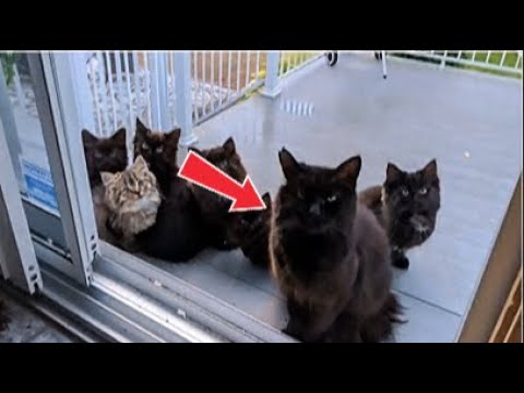 She Thought the Cat Was Just Hungry… The Truth Will Shock You! #catrescue