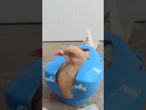 Pigeon Calcium Treatment 💊 #pigeon #shorts #kalapati #animals #kobutor