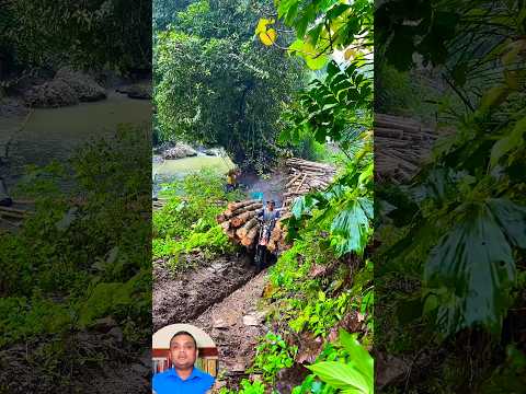 এরা আবার কেমন ড্রাইভার ! #ExtremeMotorcycle #ForestLogging #JungleLife #TimberTransport