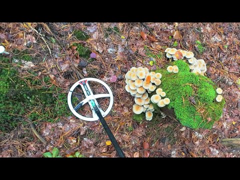 Metal Detecting Turnaround In Mushroom Kingdom From Outer Space