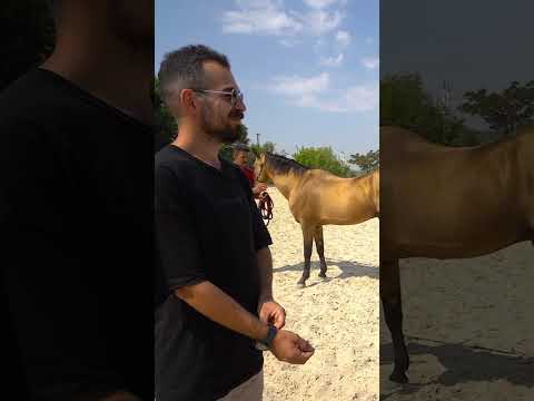 Dikkat! Bu at size kinlenebilir! ⚠️