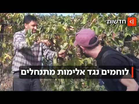 "הצבא מונע מאיתנו לעבוד באדמה שלנו": כשצה"ל, מתנחלים ומילואימניקים מתנגשים בשטח