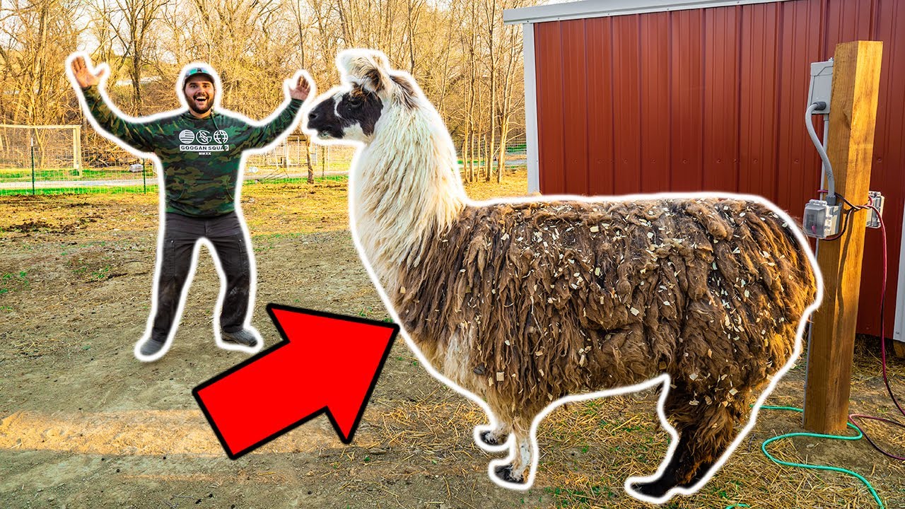 I bought a giant llama for my backyard farm! (bad idea)