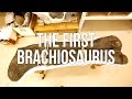 Understanding Holotypes and Brachiosaurus