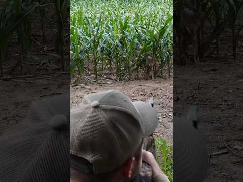 "Самая быстрая охота, которую вы когда-либо видели!"#wildlife #hunter