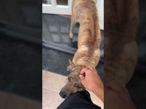 Good boy #hellonewness #shorts