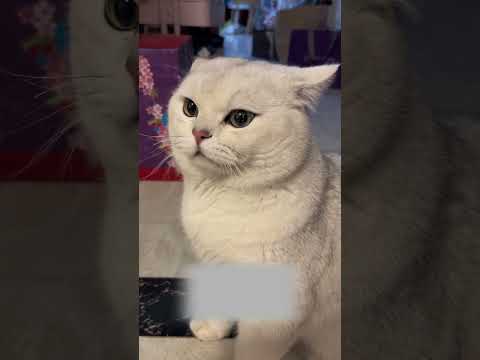Cat’s a good student #funnyvideo #funnycat #petcat #cat #pet #funny #pets #cats