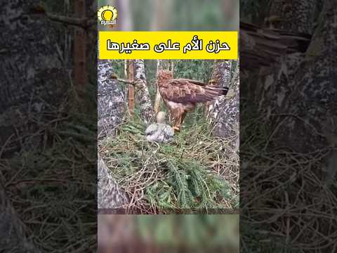 حزن الأم على صغيرها! #حيوانات #animals #الحيوان #طيور #طائر #صقر #نسر #حدأة #طير #حمام #دجاج