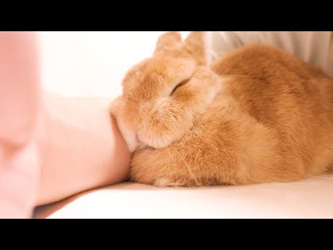 初めての腕枕で眠っちゃったウサギが寝ぼけながらまさかの行動に‥