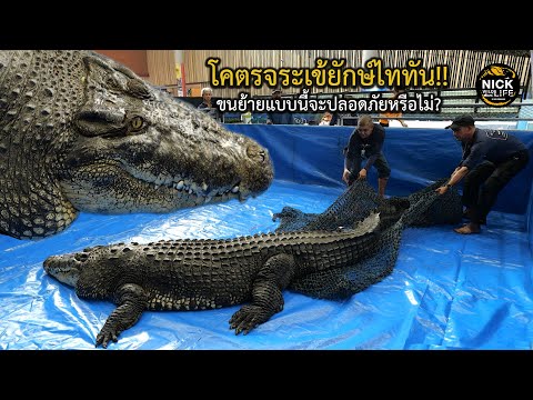 ลุยดิบ EP.196 โคตรจระเข้ยักษ์ไททัน ขนย้ายแบบนี้จะปลอดภัยหรือไม่?