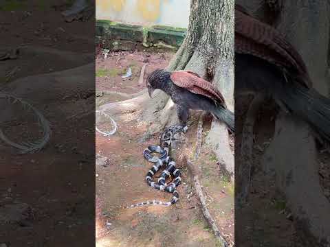 뱀의 비극적인 최후 #국립생물자원관 #animals #막달려갑니닭 #snake #pets #funny #동물키우기 #촌닭 #cobra