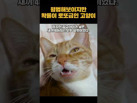 말하는 고양이