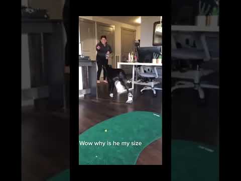 #funnydogs#cute#doglover#doglife#cure#dogshorts#pet#doglife#dogshorts#funnyanimals