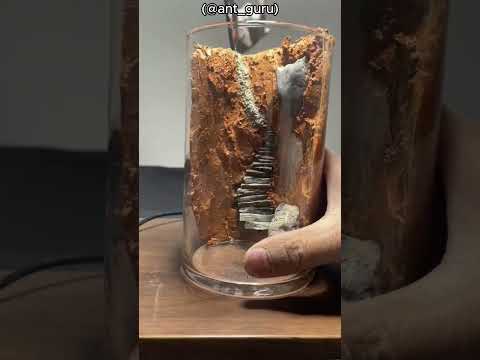 Stunning Mini Ecosystem Art! 🤩 (@ant_guru)