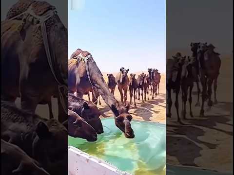 दुबई के लोग ऊंट को बहुत पसंद करते हैं Dubai People Camel Beautiful So Much #shortvideo