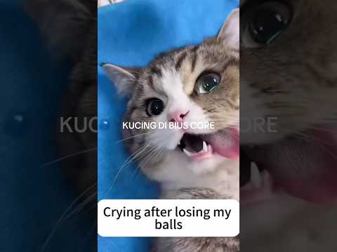 Kasian Mpusnya Tapi Lucu Ekspresinya 😭🤣 #shorts #kucing #ngakak #core #videolucu #cat
