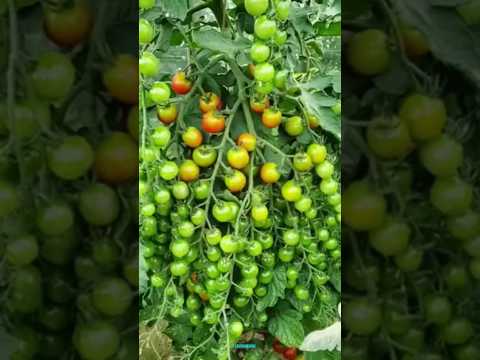 New technique for growing tomato plants #tomato_grafting #tomato #farming #viral #shorts