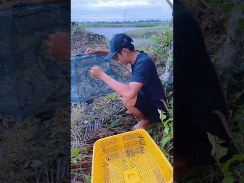 Tập cho cá lóc vẫy rồng mini ăn tép #thichliathiavlog #shorts #sanbat #windnet