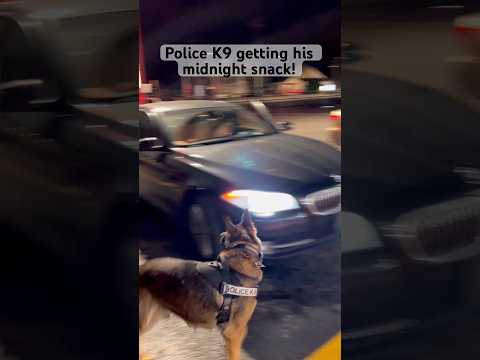Police k9 getting his midnight snack! #k9 #police