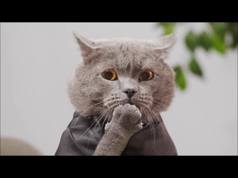 New Aaron's Animal's Video Compilation!