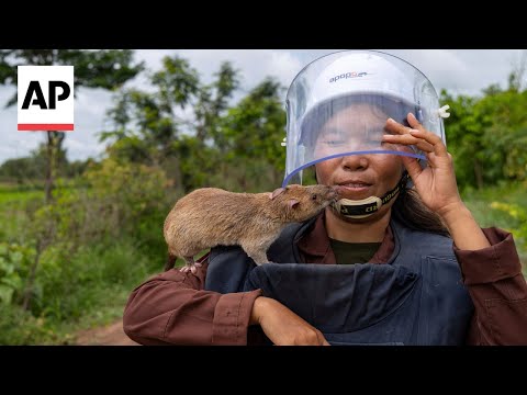 Meet the rats sniffing out landmines in Cambodia