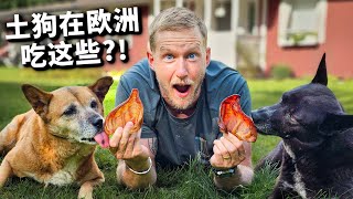 震惊！中国土狗在欧洲被当贵族养，狗的伙食让全网破防！Are Dogs in Europe Eating Better Than Yours? [4k]