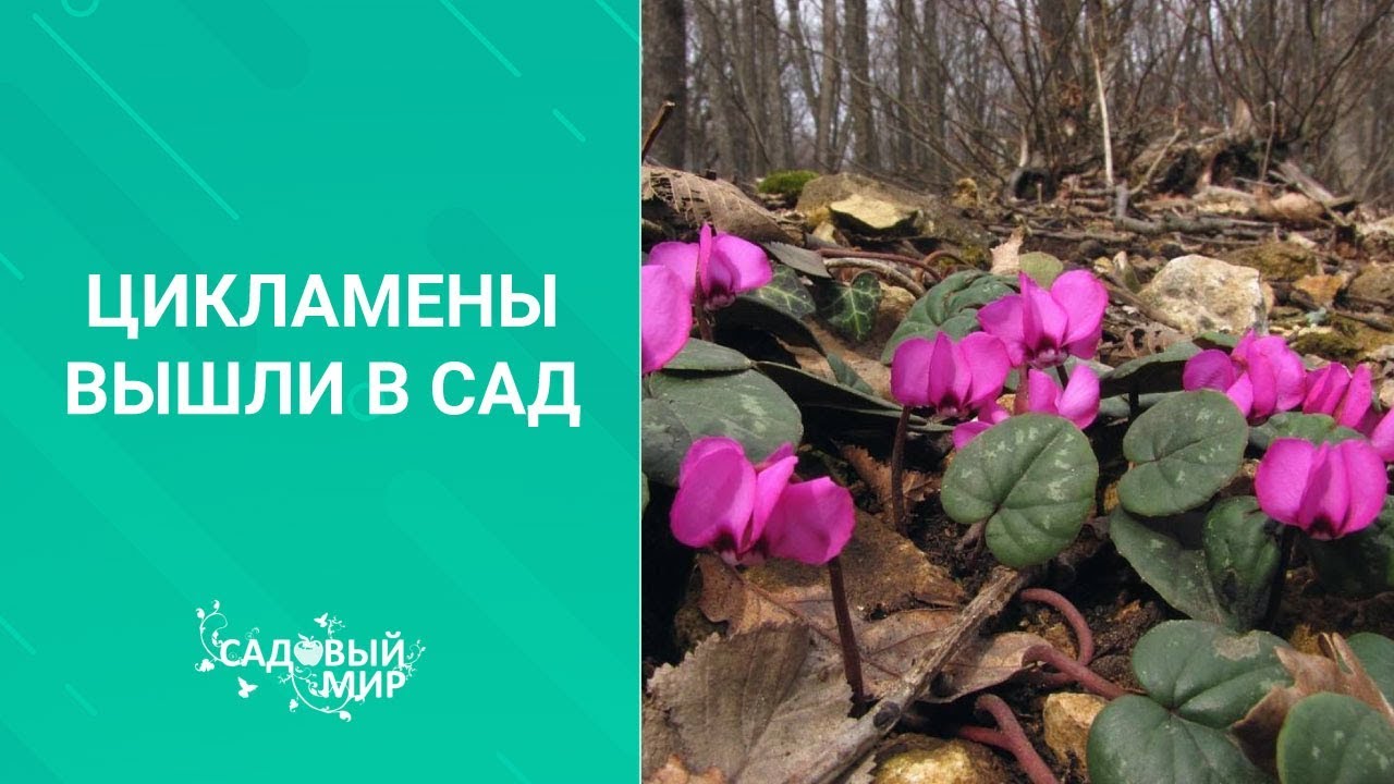 Зимостойкие цикламены. Цикламены вышли в сад