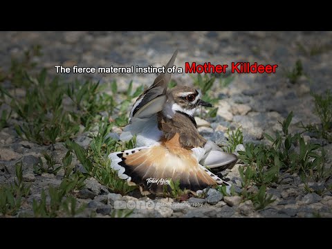 The fierce maternal instinct of a Mother Killdeer