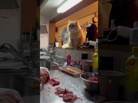 猫総出でマグロ丼に抗議しに来た