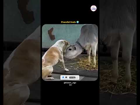 Two Innocent Souls in One Frame | Dog 🐕 & Cow 🐄 Friendship #shorts #cow #dog