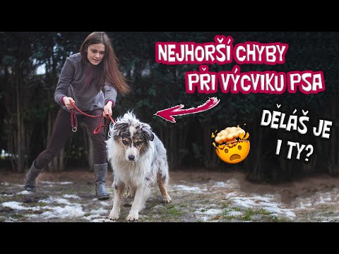 NEJHORŠÍ CHYBY PŘI VÝCVIKU PSA a jak je napravit | Děláš tyto chyby?