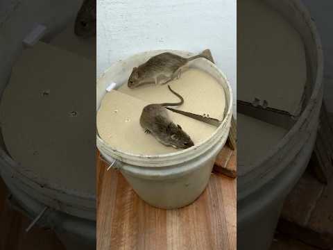 caer en la trampa/Vídeo de trampa para ratones con cubo de cartón y plástico #rat #pets